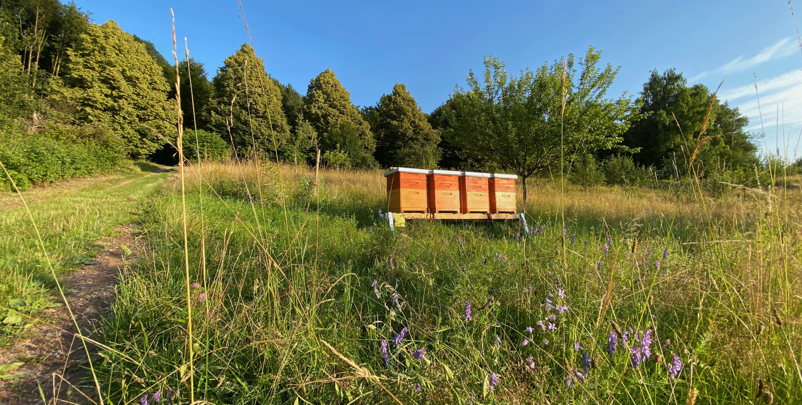 Traumhafter Sommertag im Kahlgrund. Der BMB Bienenstand steht vor einer Lindenallee und die Bienen sammeln hier fleißig Nektar vor unseren Honig.