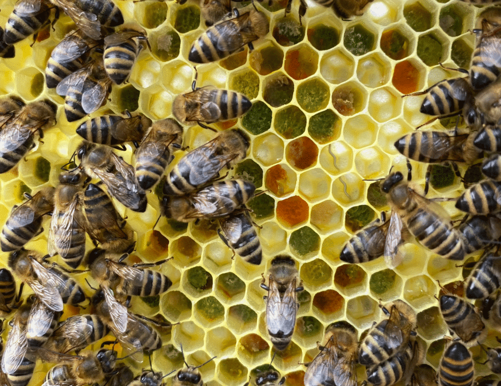 Fleißige Bienen auf einer hell gelben Wabe mit bunten Pollen in den Wabenzellen